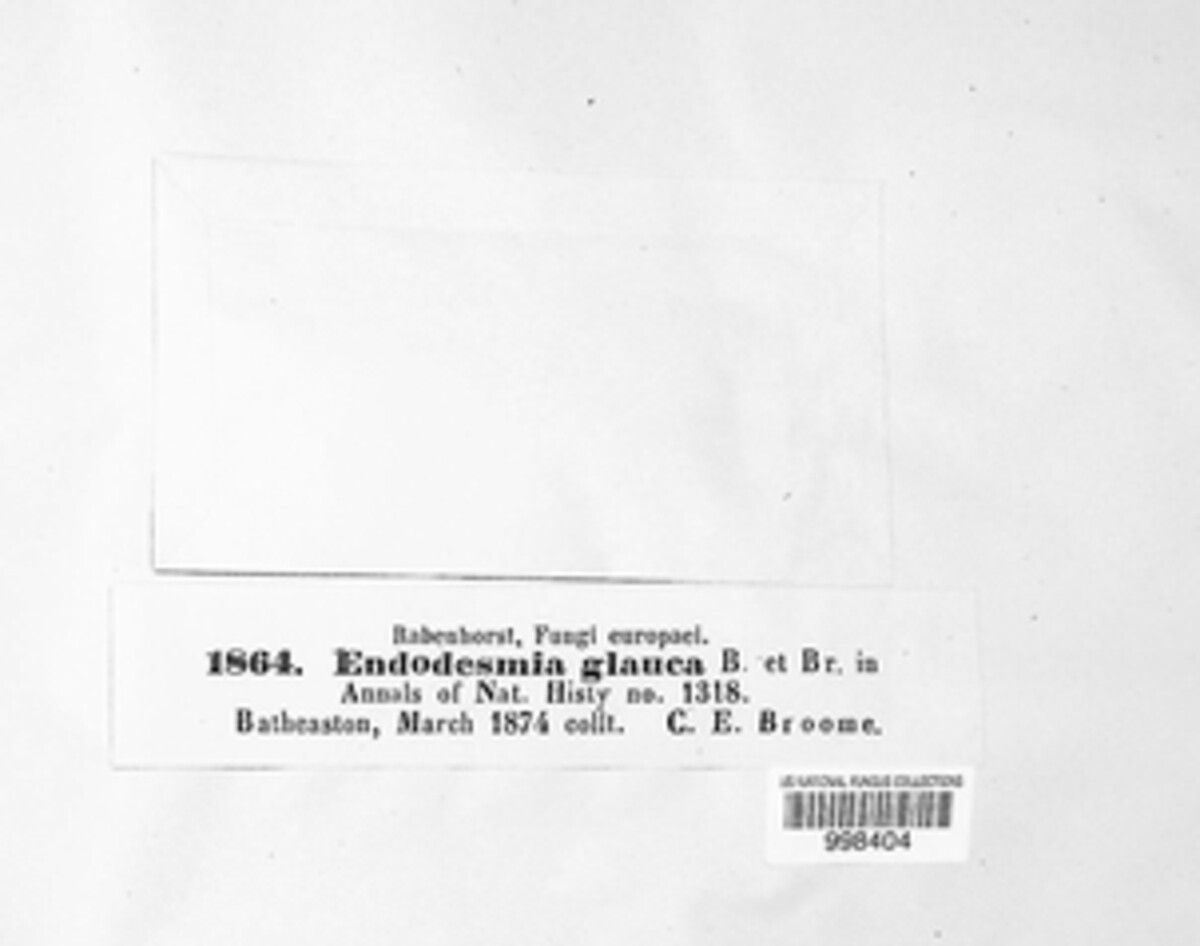 Broomeola glauca image
